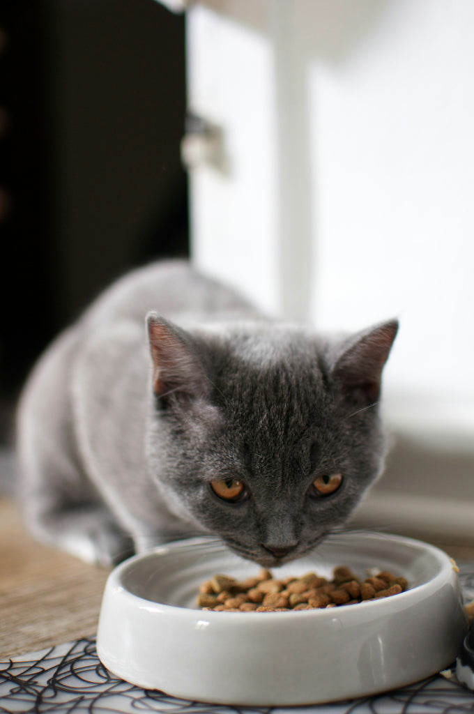 The Benefits of Grain-Free Pet Food: Is It Right for Your Pet?