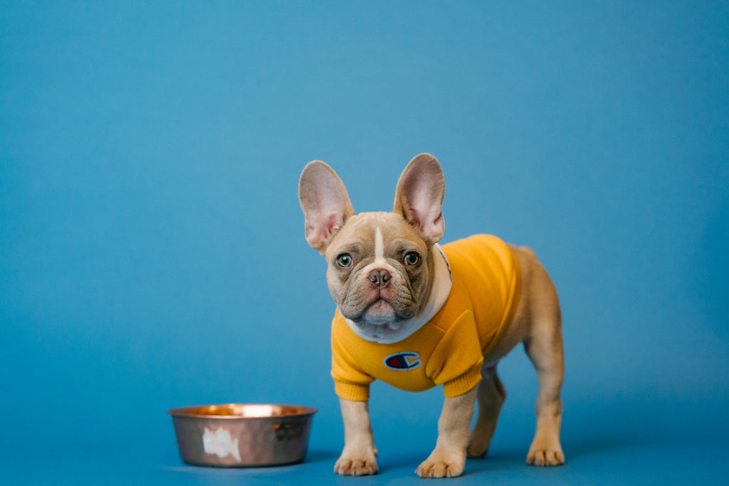 Choosing the Right Food for Your Pet: A Complete Guide by Breed and Size